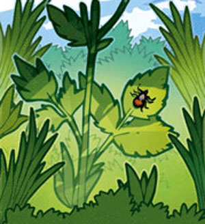 web recadr Krobs Nature Maladies 05 Coul